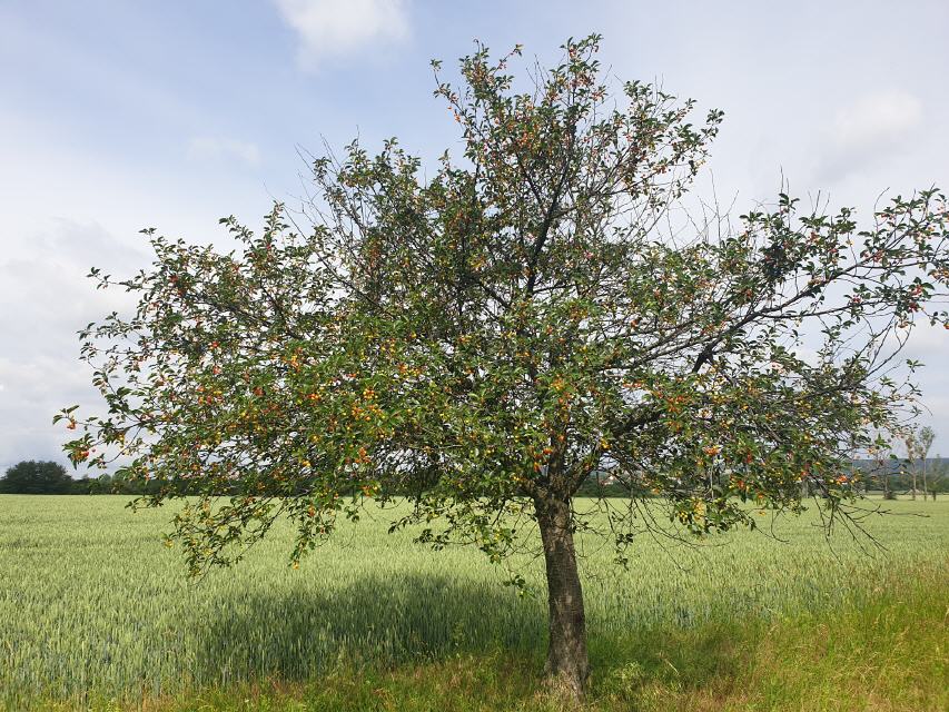 Die Sauerkirschen sind bald reif!