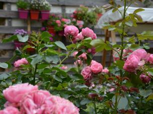 Gartenimpressionen